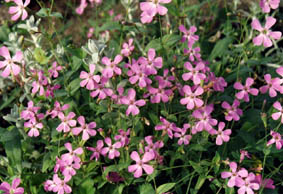 Petrocoptis glaucifolia x hispanica